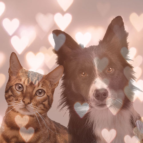 ペットも大事な家族の一員だから