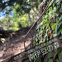 南伊豆の森へ山林散骨