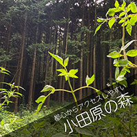 小田原の森へ山林散骨