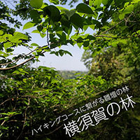 横須賀の林へ山林散骨