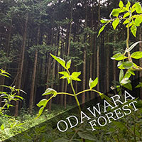 Scattering ashes in ODAWARA FOREST