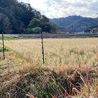 Scattering ashes in rice fields or farmland