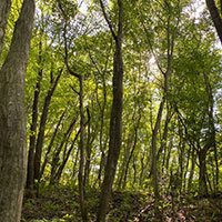 Get a private scattering area for your family