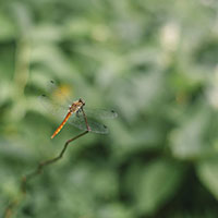 虫の知らせとテレパシー