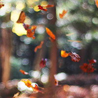 散骨の種類と特徴