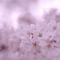 神道における死生観