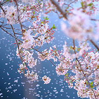 自分の葬式なんかいらない！？