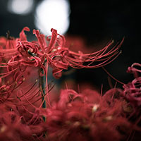 お盆とお彼岸の由来