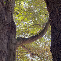 墓じまい後の一番人気は「樹木葬」